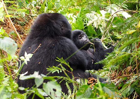 Bwindi Gorillas