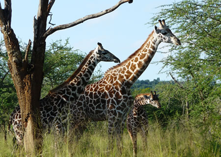 Akagera Giraffes