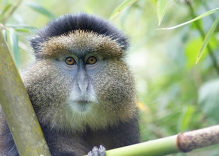 Rwanda Golden Monkeys