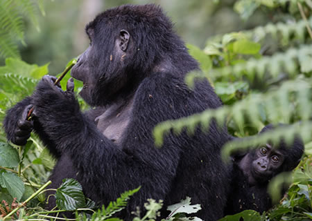 Rwanda PNV Gorilla