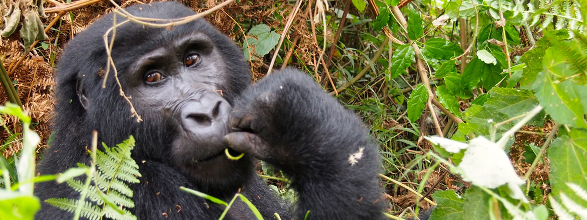 Bwindi Gorilla Trekking