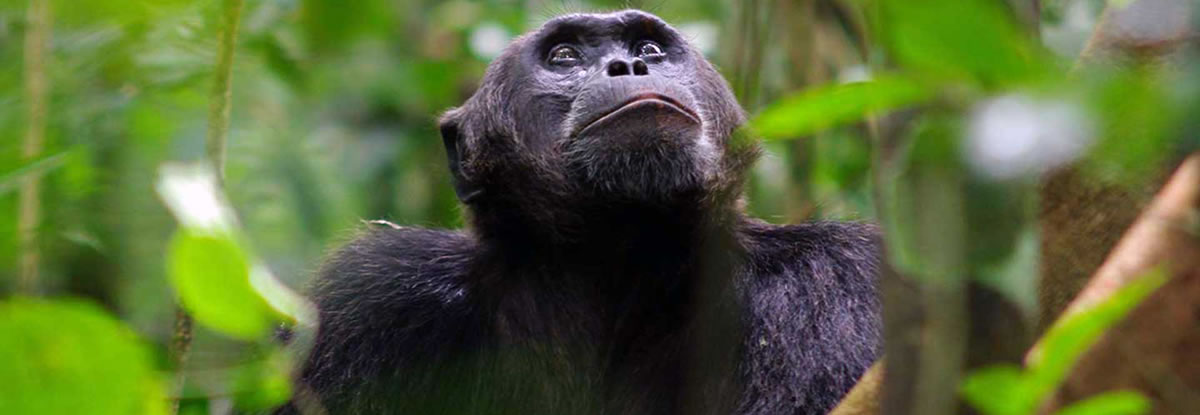 Kibale Chimpanzee Trackng